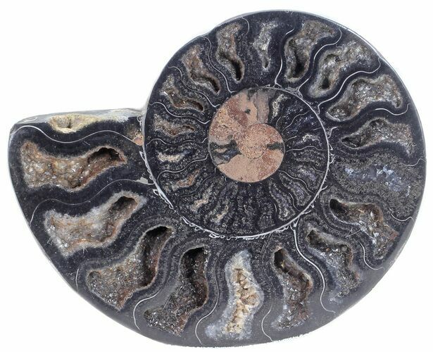 Split Black/Orange Ammonite (Half) - Unusual Coloration #55655